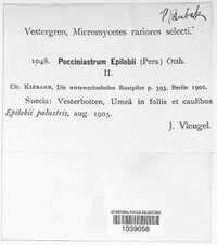 Pucciniastrum epilobii image